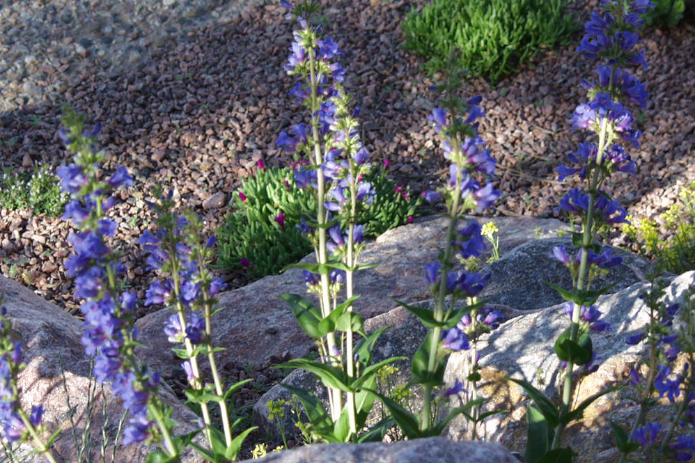 Grand Mesa Beardtongue